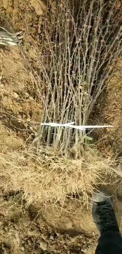 韩城市 狮子头花椒苗纯黄盖花椒树苗基地南强一号无刺花椒苗批发