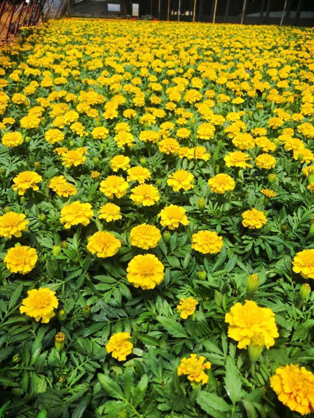  沐晨花卉种植基地，大量孔雀草上市