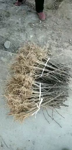 韩城市 韩城大红袍狮子头花椒苗黄盖无刺南强一号花椒苗