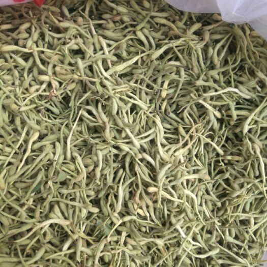 封丘县四季金银花