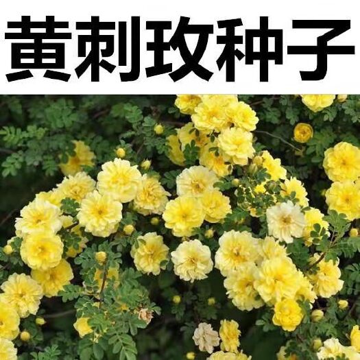 沭阳县黄刺玫种子 黄刺玫红刺玫种子带刺玫瑰花种子包邮园林绿化观赏开花当年新采种