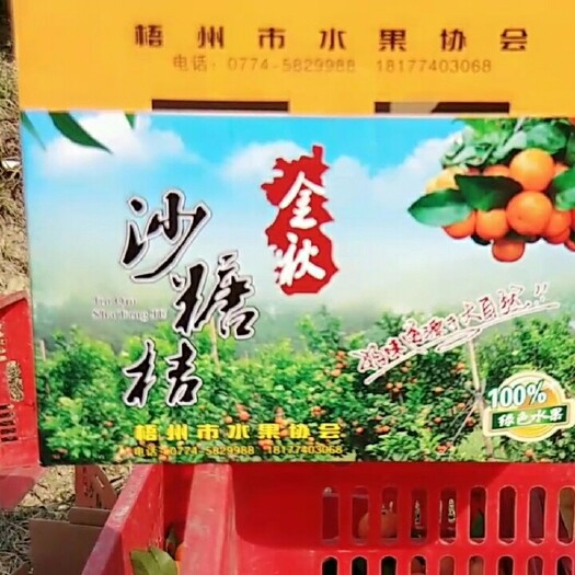 岑溪市早熟沙糖桔苗 早熟沙糖桔苗