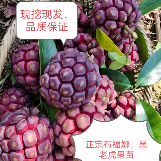 通道县粉红黑老虎苗  正宗布福娜果树苗，不盖遮阳网苗