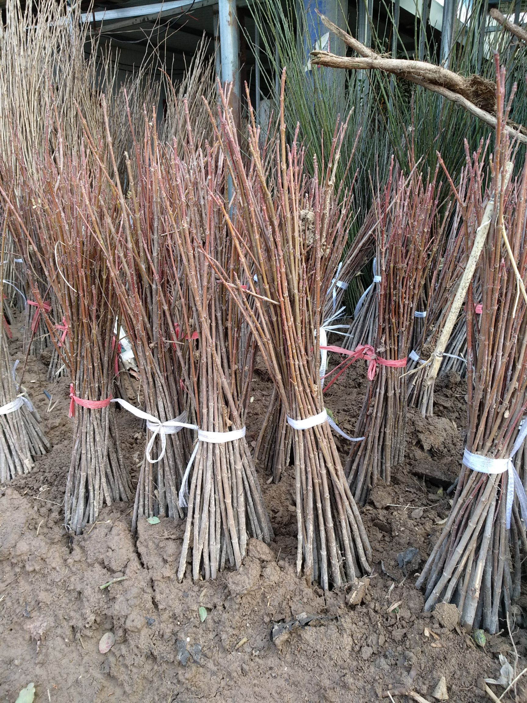 美国红枫苗  美国红枫树苗红冠四季红日本红枫苗中国红枫红舞姬