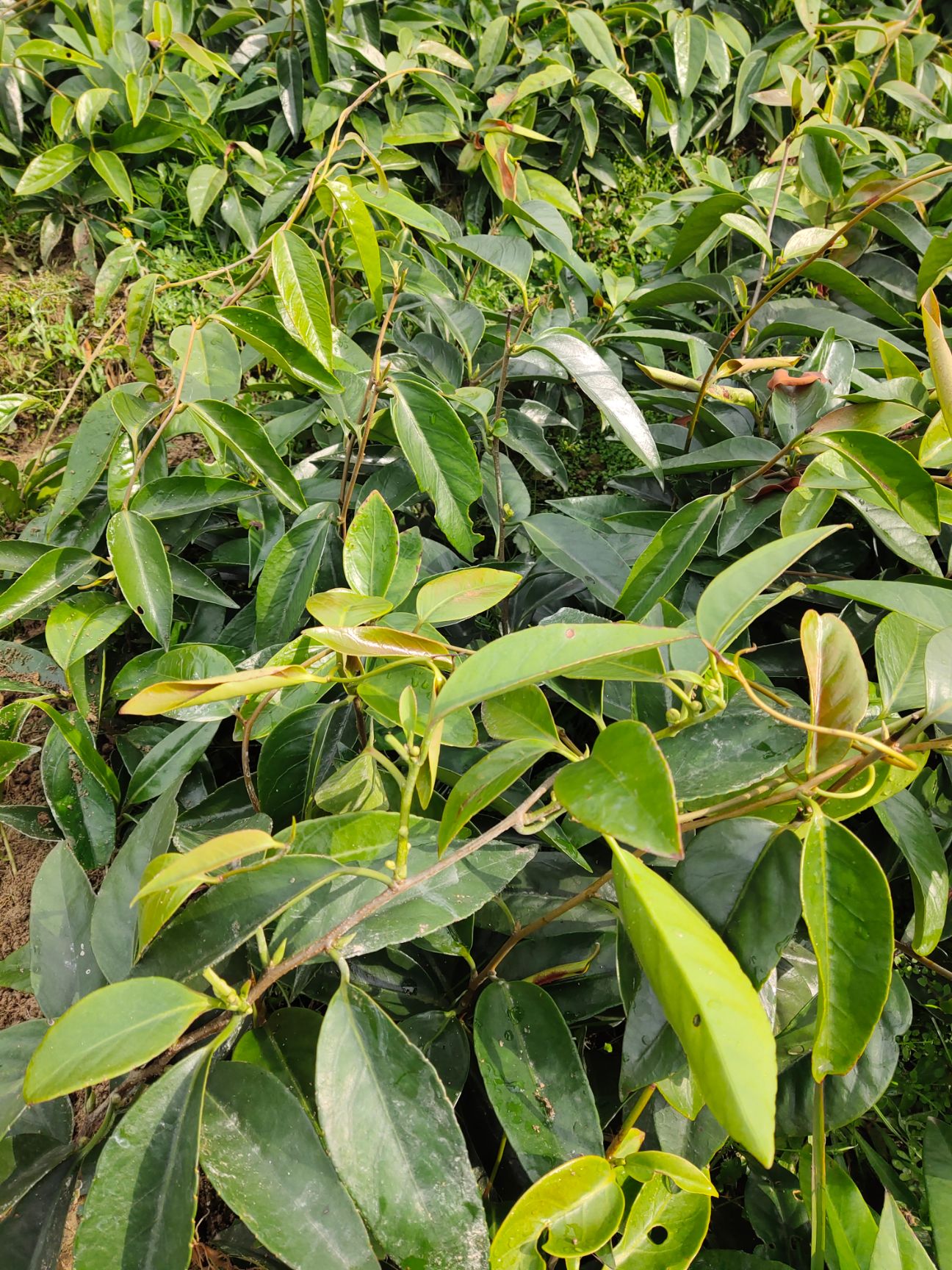 粉红黑老虎苗  正宗布福娜果树苗，不盖遮阳网苗