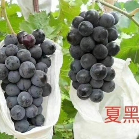 辽阳县 夏黑嫁接葡萄苗