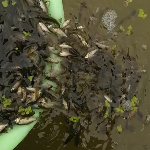  彭泽鲫鱼苗夏花开始预订