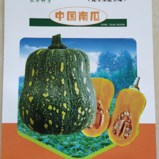 厦门 花生型中国南瓜