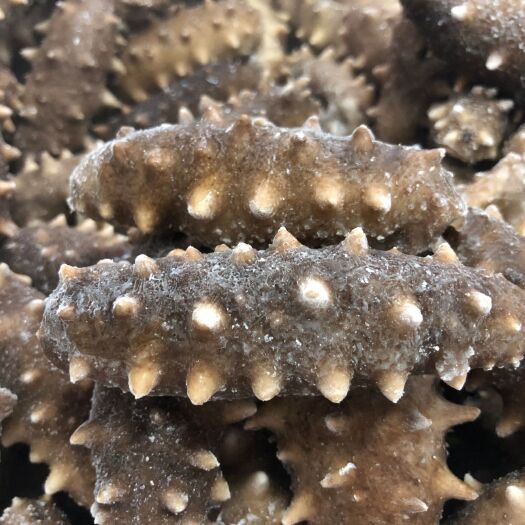 烟台 即食海参5-30头规格齐全，常年有货！保质保量！
