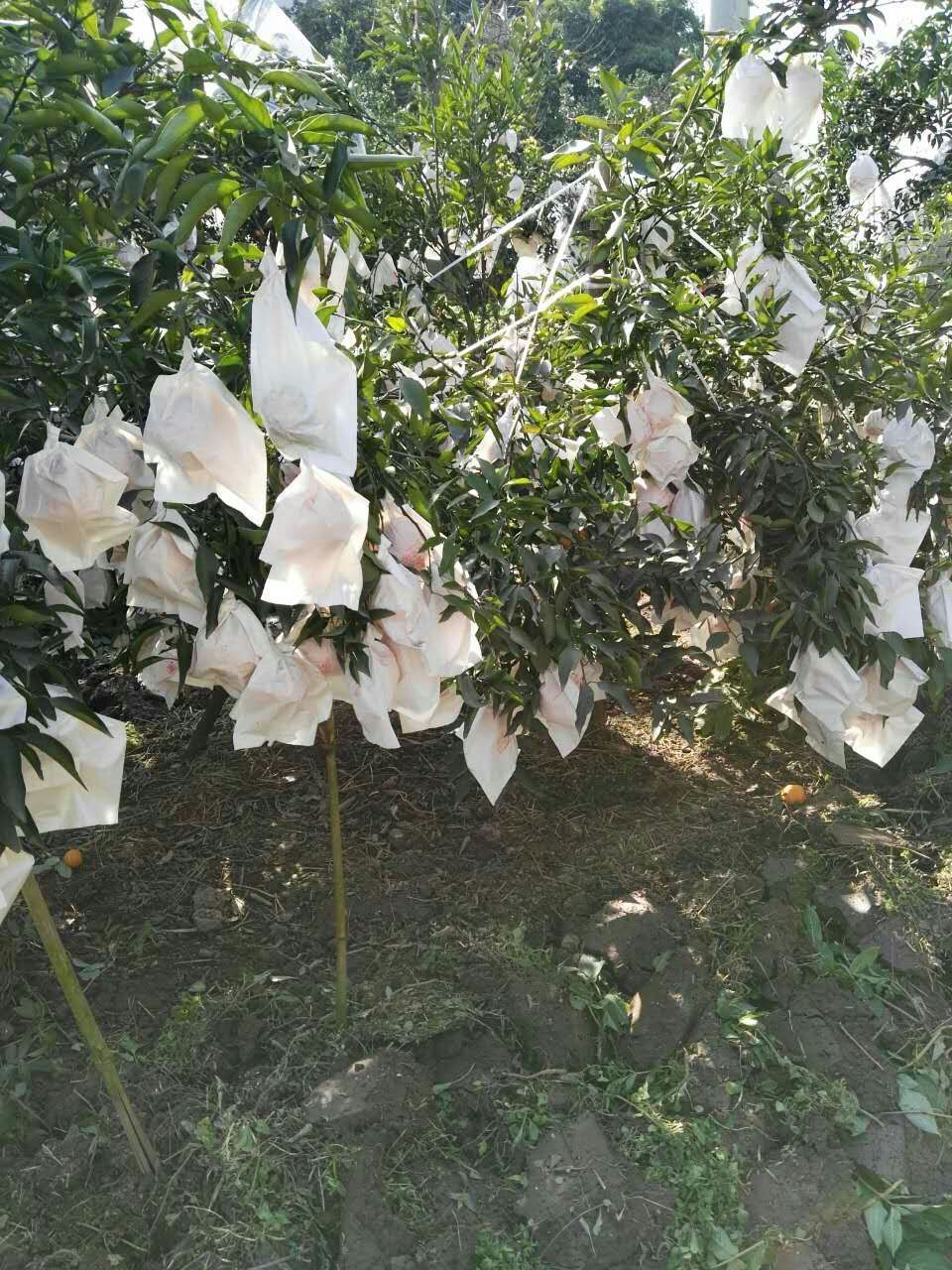 耙耙柑   春见口感好超甜如蜜果大亮高山货