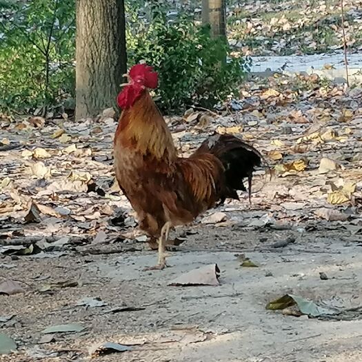 无为市 出售农家散养土鸡公鸡老母鸡