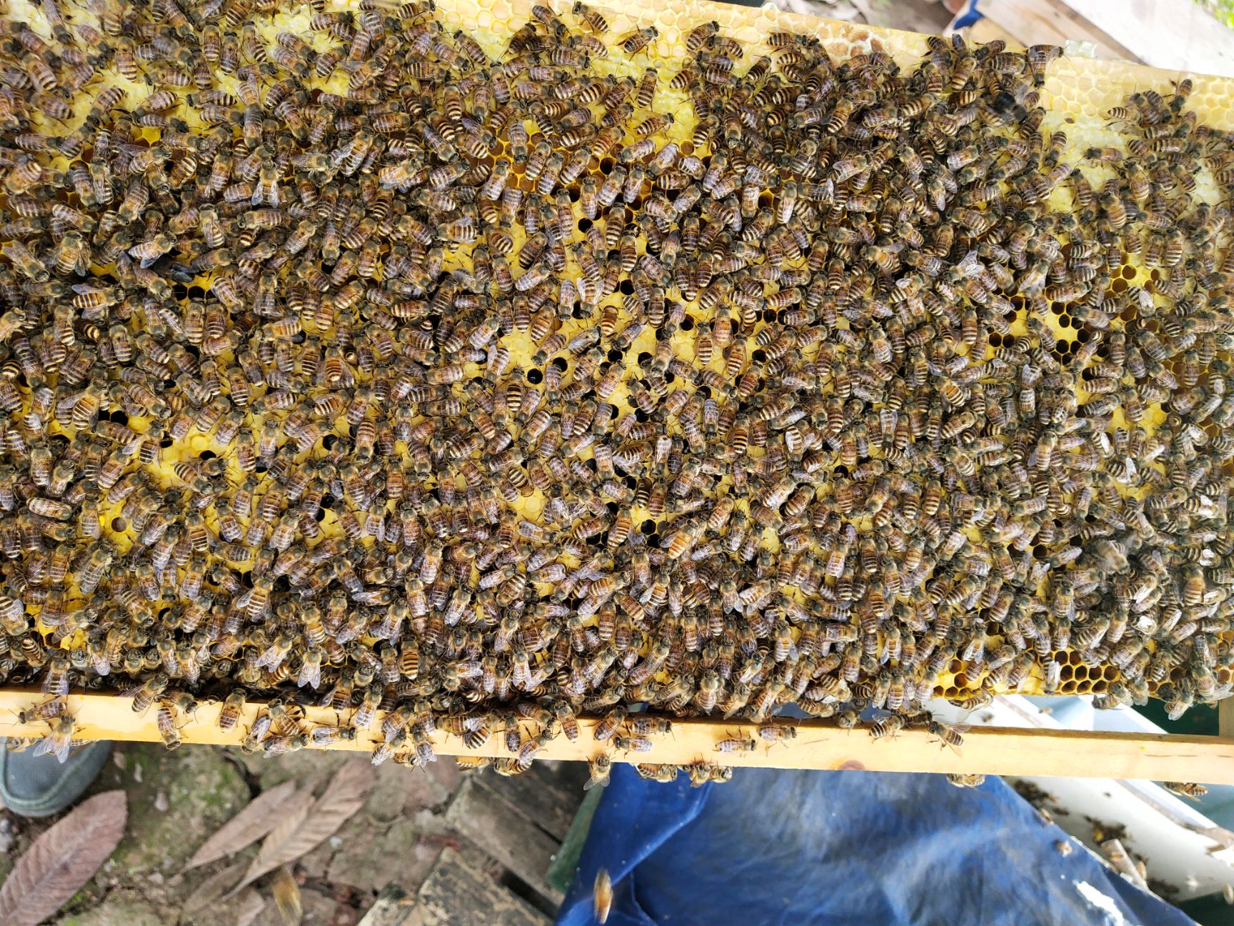 中华蜜蜂  成都新津大型中蜂养殖合作社，销售中蜂蜜蜂，大量供应