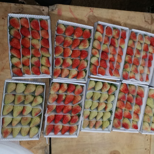 昆明 草莓
烘培草莓场地直供。可实地考察长期合作