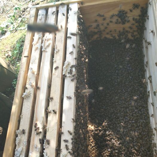 中华蜜蜂  成都新津大型中蜂蜜蜂养殖专业合作社，大量销售中蜂 蜜蜂