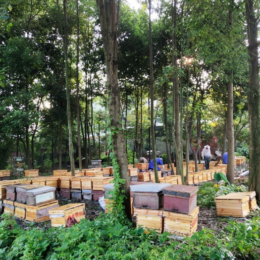 成都中华蜜蜂  蜜蜂  蜜蜂  蜜蜂  中蜂土蜂
供应蜂种中蜂种群出售蜂