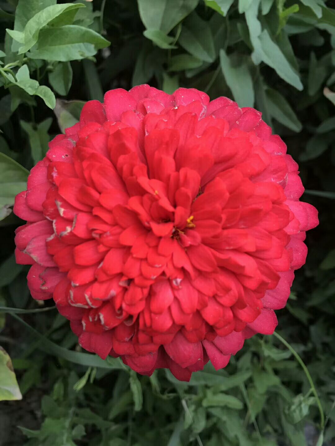 百日草种子  百日草花色丰富，花大，花期长