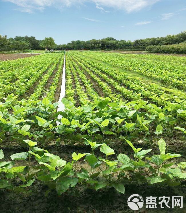 长果桑苗  优质桑树苗 长桑苗短桑苗保真基地直销 提供技术指导 包邮