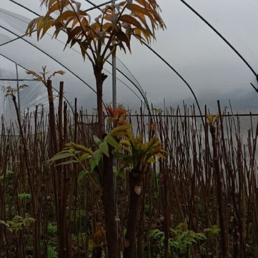 芦溪县 香椿芽