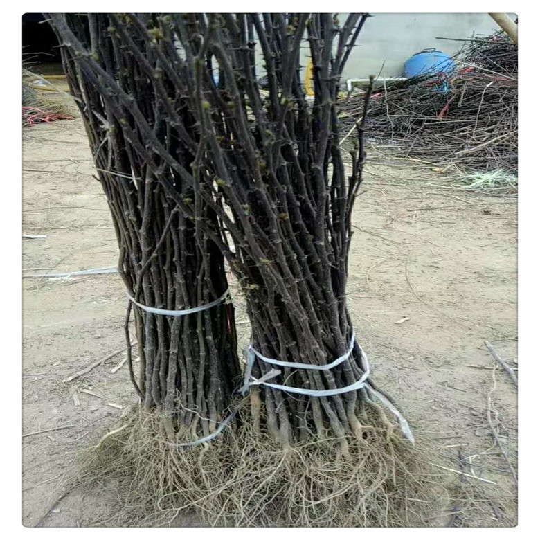 青花椒苗 花椒树苗大量有售