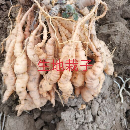 曲沃县地黄种苗 地黄种栽