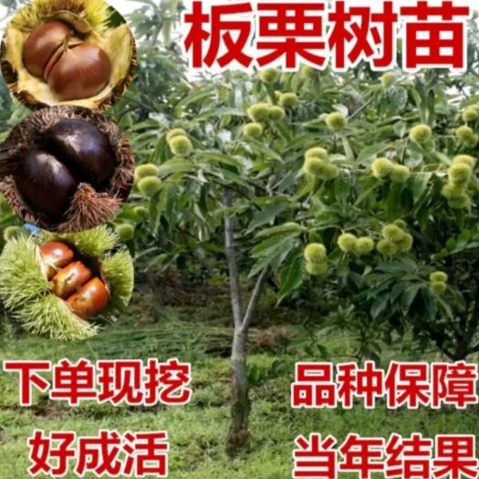 平邑县大红袍板栗苗  大红袍板栗树苗嫁接苗根系旺盛易成活品种纯产量高
