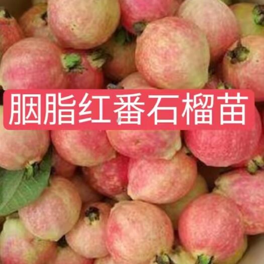 灵山县胭脂红番石榴苗 胭脂红番石榴芭乐，