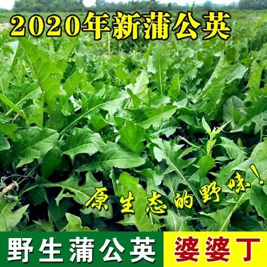 蒲公英种子 种籽四季婆婆丁春秋冬季野菜种孑药盆栽蔬菜青菜