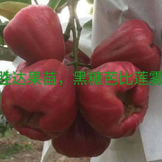 灵山县 莲雾苗，黑糖芭比莲雾，果大饱满，水份十足，肉质清脆香甜可口