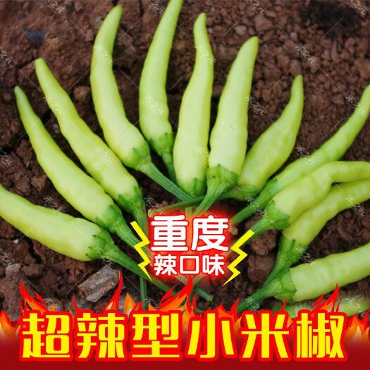 南京 小米椒种子朝天椒辣椒籽超树四川春夏秋四季食用五七彩盆栽孑椒种