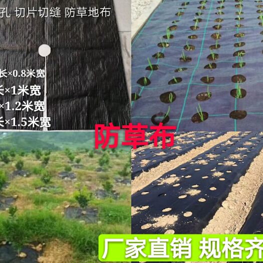 德州除草地膜 打孔防草布果树除草布园艺遮草布茶园药材专用抑草布支持定做