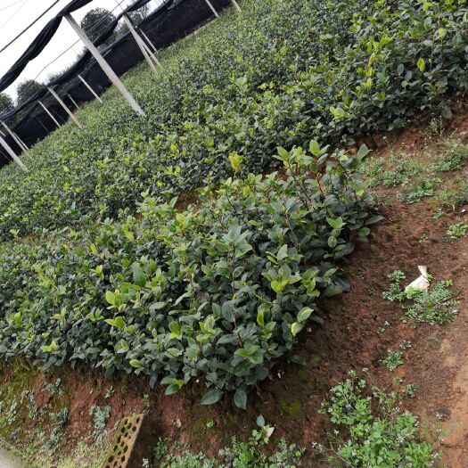 平江县 大量供应，一年  两年生优质油茶苗