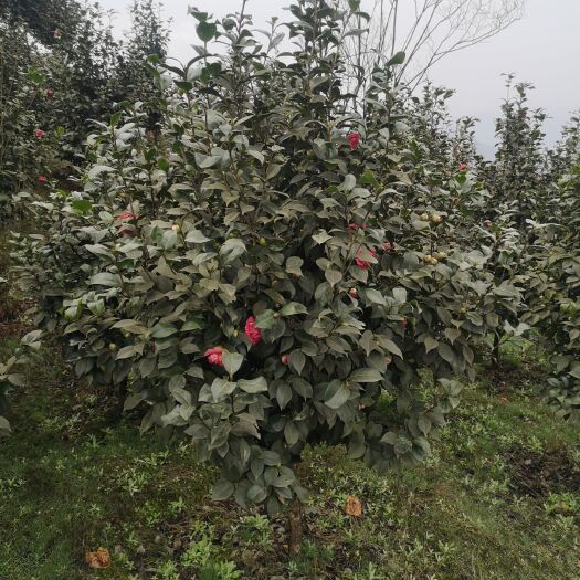 高县牡丹花茶 大量供应3一5公分大红牡丹茶花