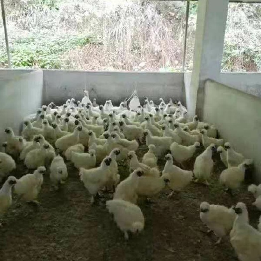 广州 竹丝鸡（竹6）鸡苗