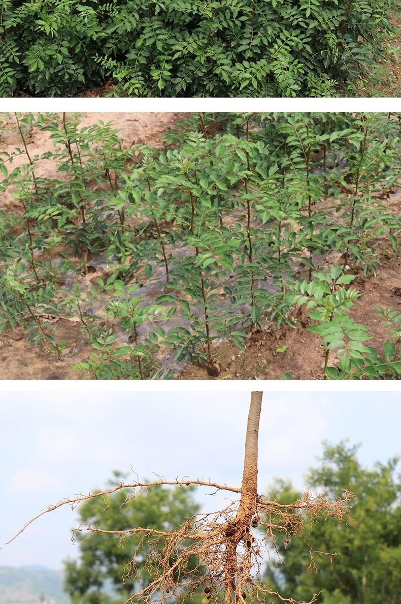 青花椒苗 花椒树苗大量有售