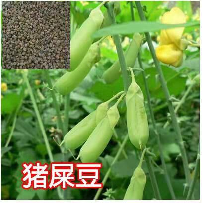 沭阳县赤豆种子 新采猪屎豆种子 太阳麻种子 椭圆叶猪屎豆 三圆叶猪屎豆护坡种