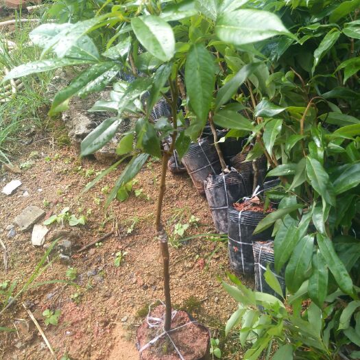 灵山县妃子笑荔枝苗 妃子笑是一个早熟品种，它的核小肉厚，清甜肉脆，产量高