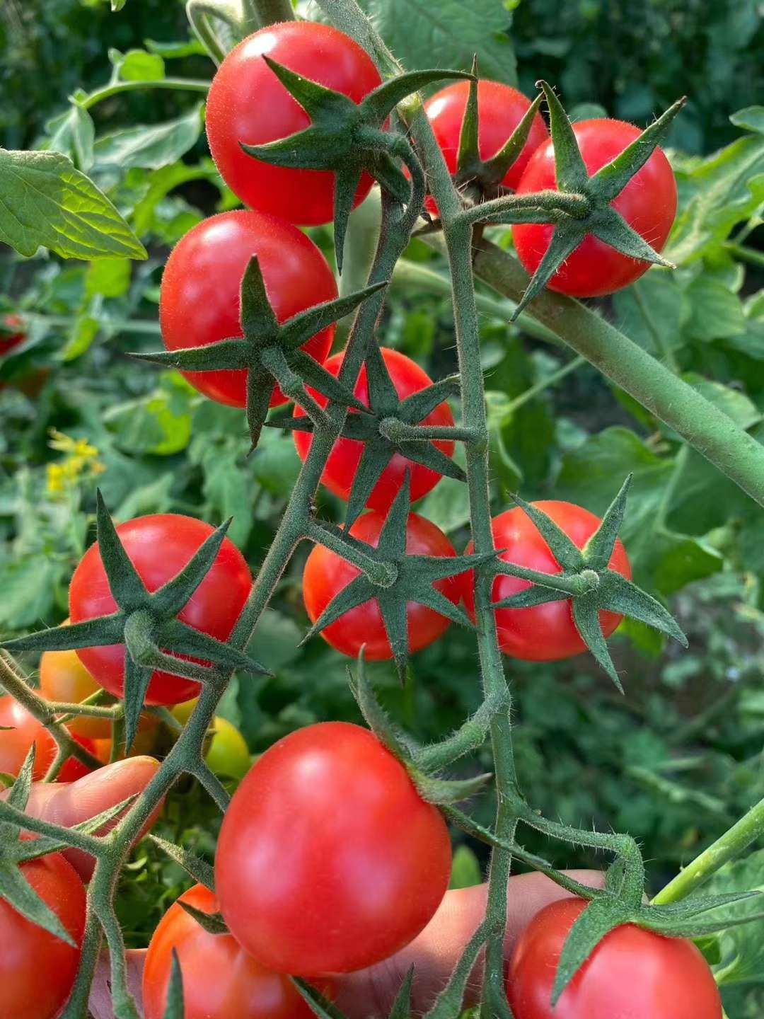  大量供应千禧，贝贝，圣女果