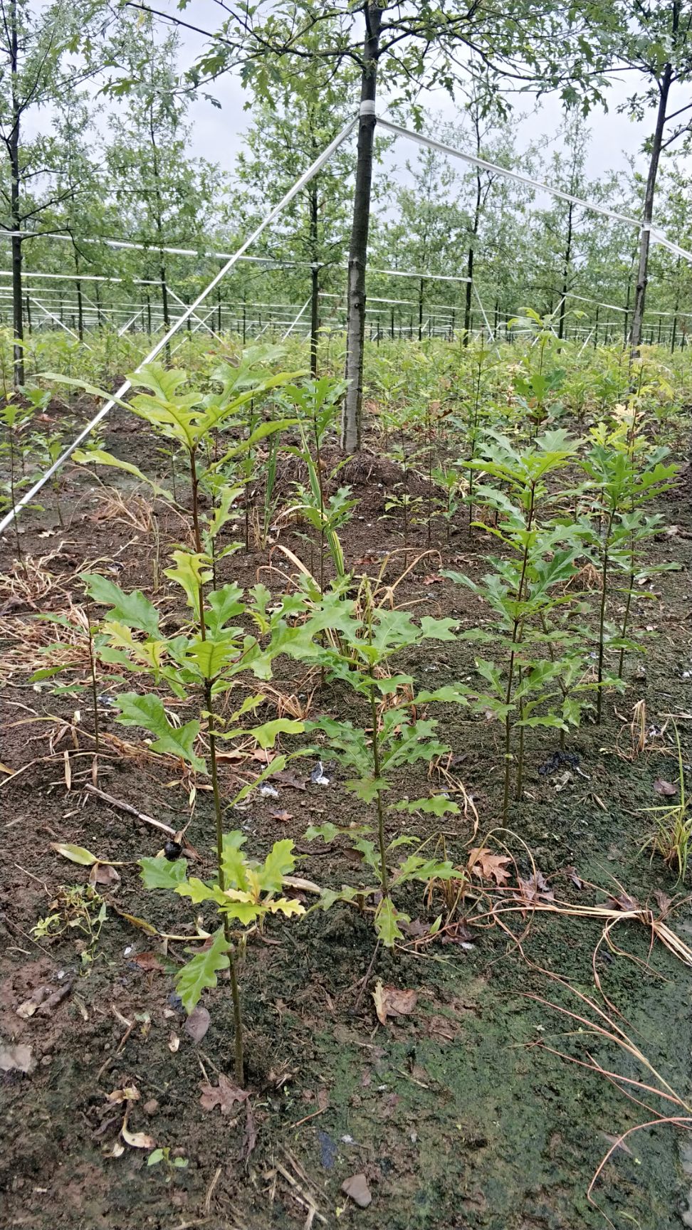 娜塔栎,50公分以下,当年苗