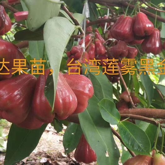 灵山县莲雾苗，黑金刚莲雾苗