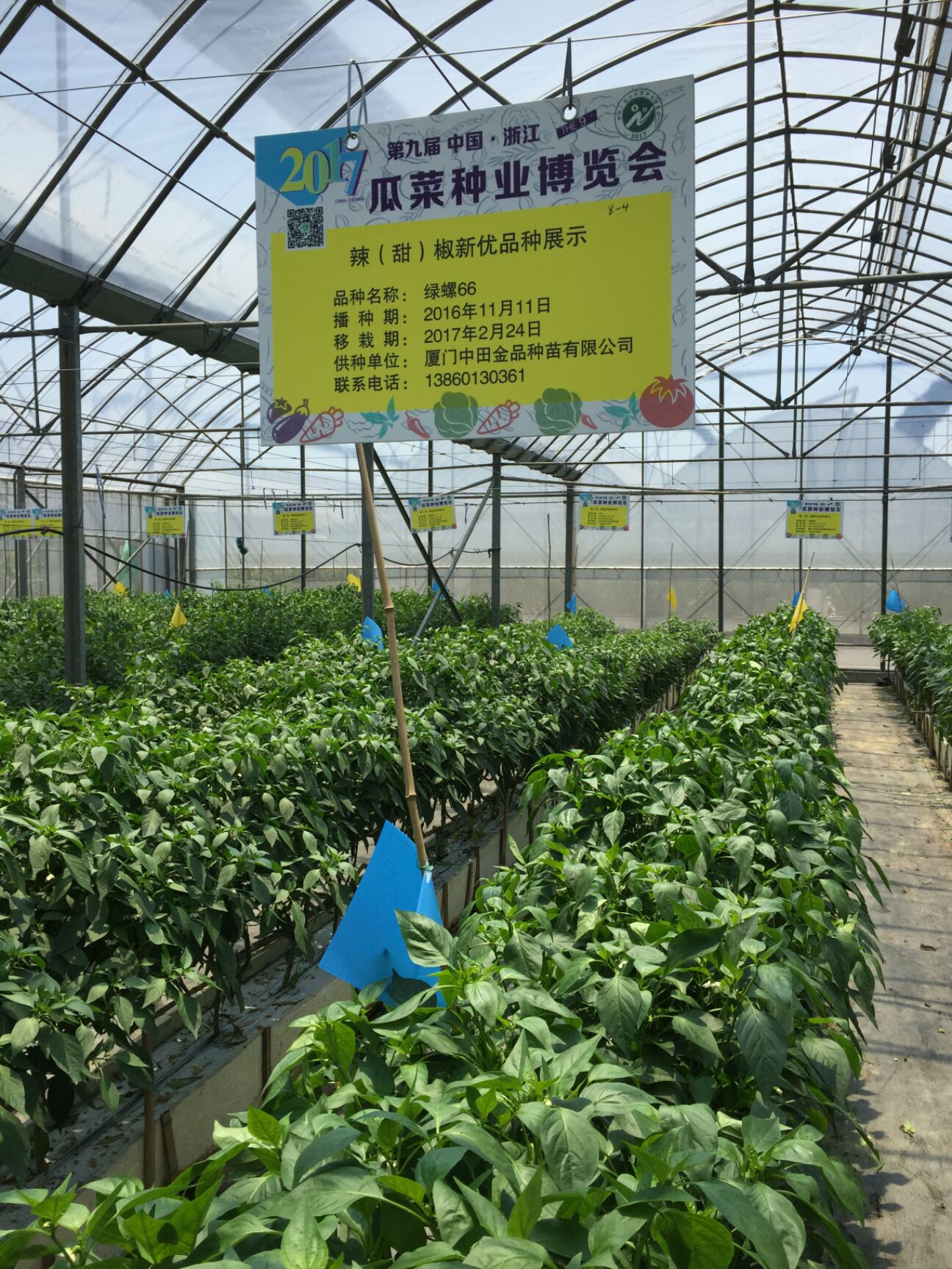 螺丝椒种子  辣椒种子  绿螺66  耐低温 抗高温 挂果多 膨果快