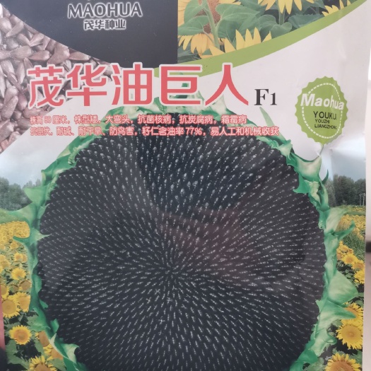 夏邑县茂华油巨人油葵种子，株高90，籽仁含油率77%