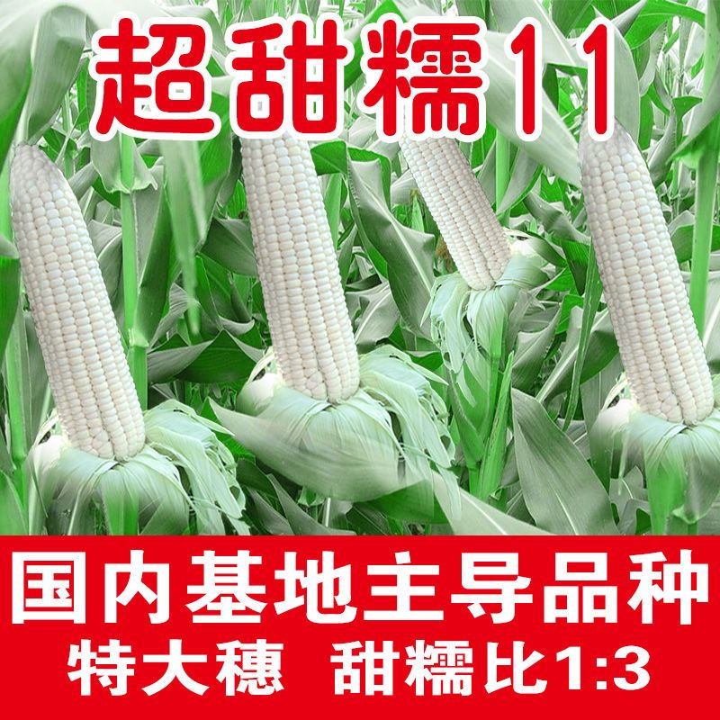 邵东市珍珠牛奶 白玉米种子500克