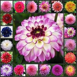 菏泽大丽花苗  矮化大丽花 种球 基地直销  保证品种  保证质