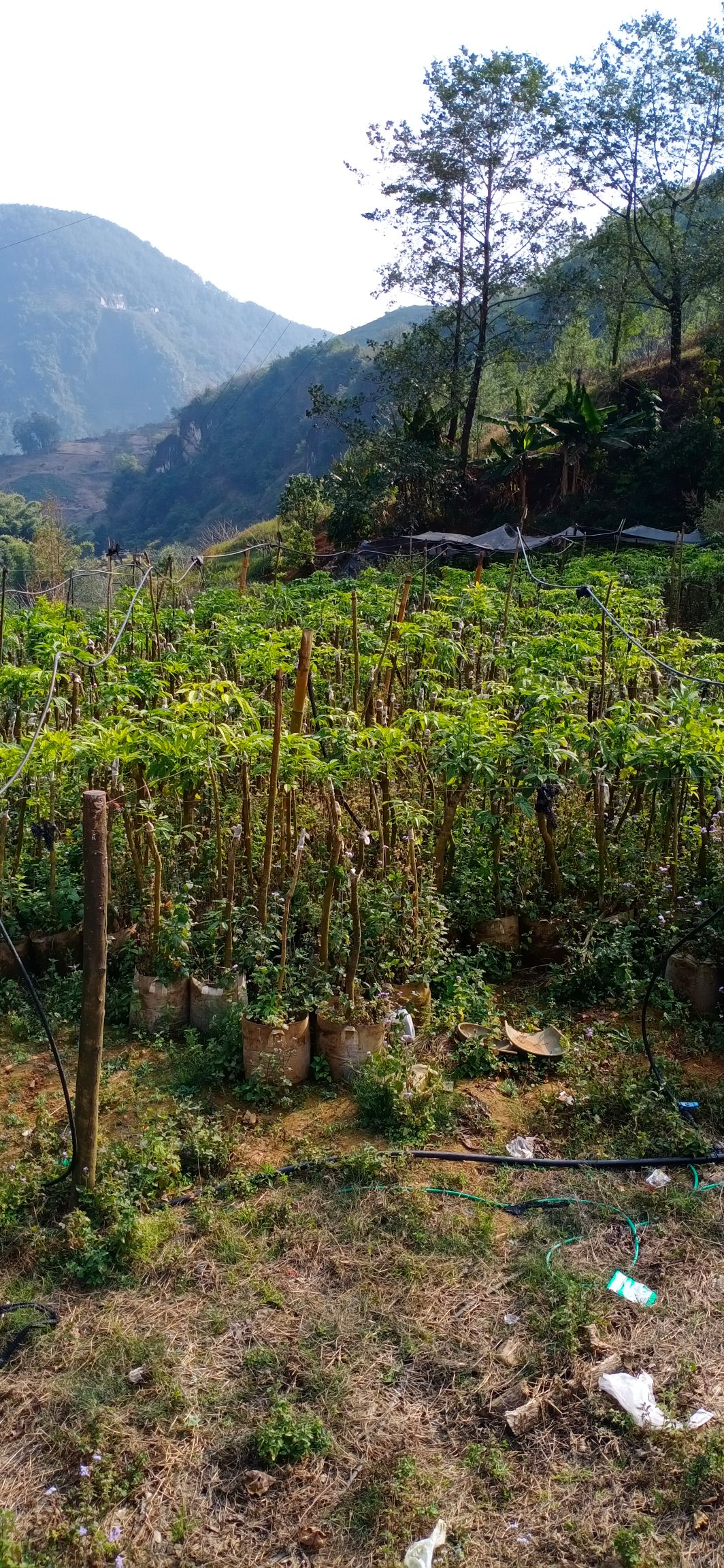 火镰菜(绿化经济一体)