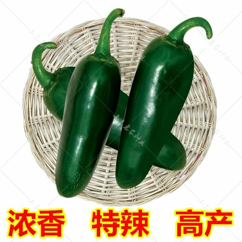  港椒种子 辣椒种子泡椒种子 蔬菜种子墨西哥椒种子肉厚脆