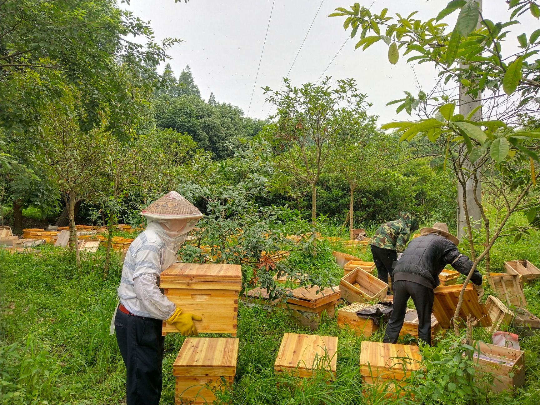 在农村可以养蜜蜂吗农村养蜜蜂能赚钱吗