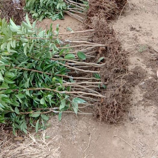 灵山县桂味荔枝苗 桂味苗裸根发货