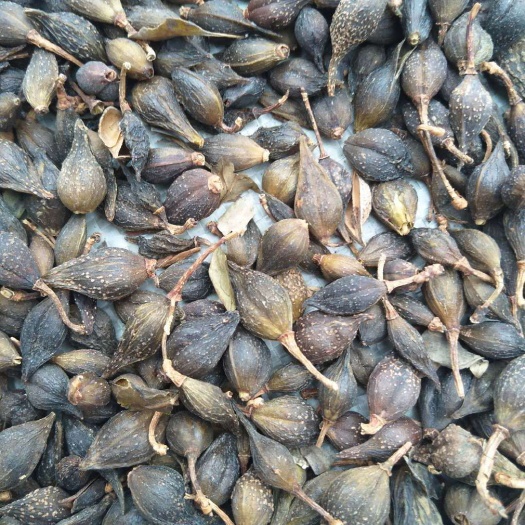 绛县青翘  水煮货，药用连翘批发价。