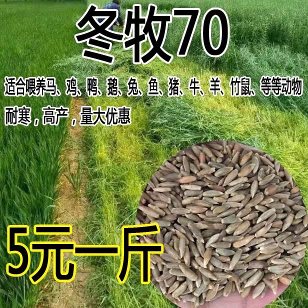 冬牧草种子 牧草种子冬牧70四倍体宽叶特高高产鱼羊子种四季多