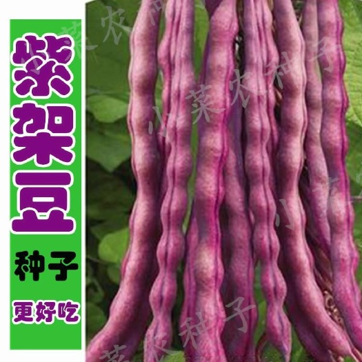 邵阳四季豆种子 紫红架豆种子四季豆大紫袍九粒红菜豆芸豆角籽高产春白嫁豆